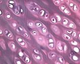 Articulación baixo un microscopio